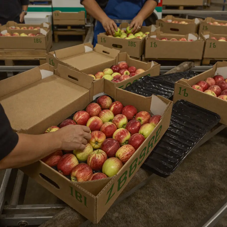 Apple packaging in boxes