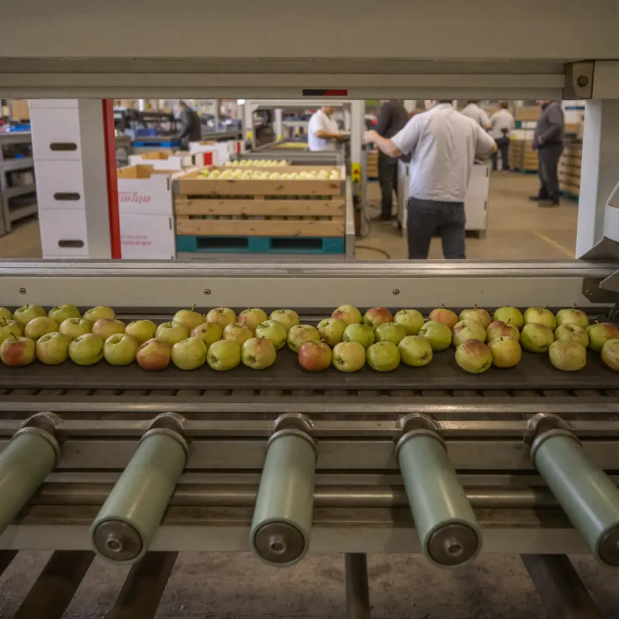 Apple sorting process on conveyor